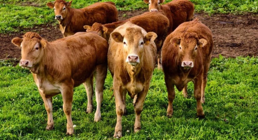 Hús vagy húsmentesség? A kutatók szerint ennél sokkal bonyolultabb a kérdés