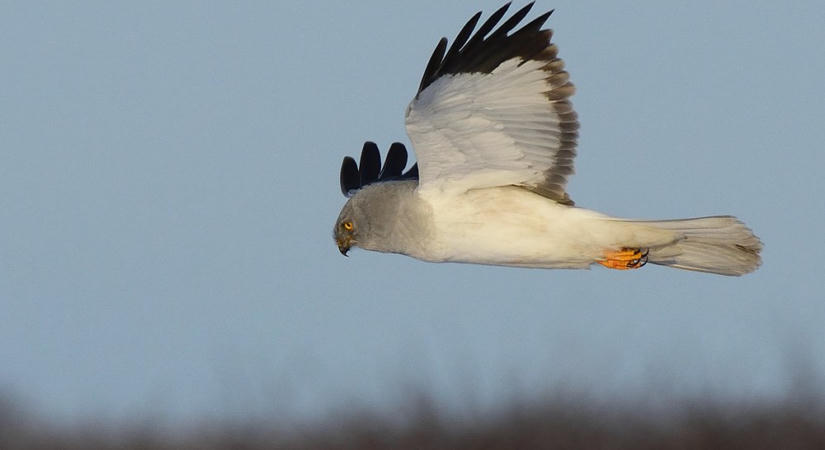 Megérkeztek az első kékes rétihéják a Körös-Maros Nemzeti Park pusztáira