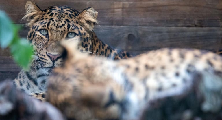 Két leopárd támadt rá egy állatgondozóra egy holland szafariparkban, a nő belehalt sérüléseibe