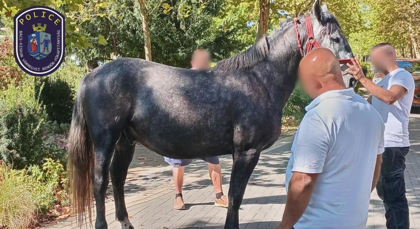 Döbbenetes felvétel: videón, ahogy elszabadulnak a lovak a kiskunfélegyházi szüreti felvonuláson