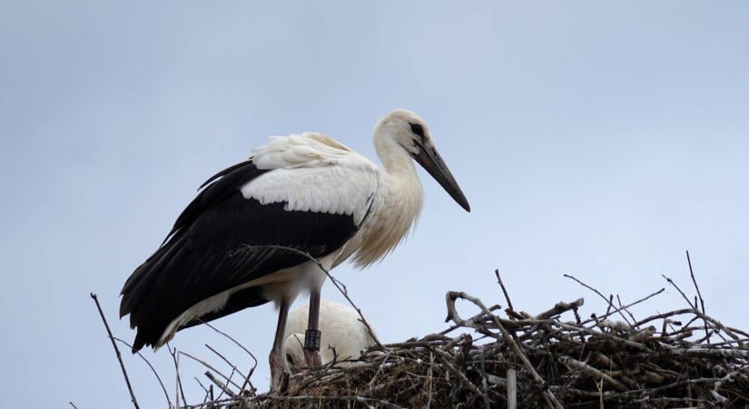 Szíriában lőtték le Bádogos Józsit, az Abonyban megmentett magyar gólyát