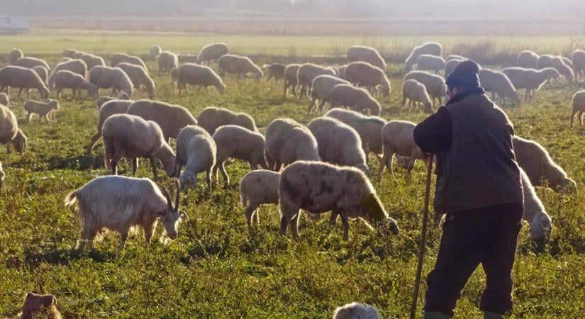Komoly kihívások elé állítja a pásztor mesterséget a klímaváltozás
