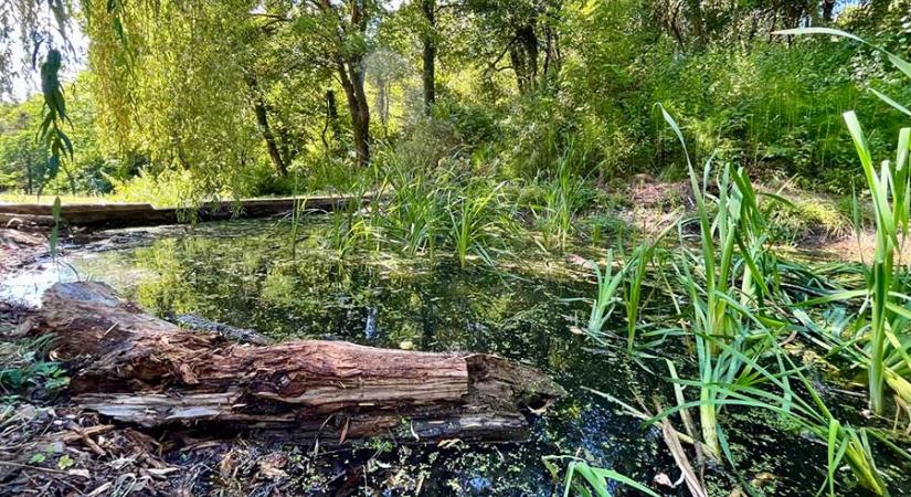 Segítséget kaptak az Arborétum halai, feltöltötték a “kistavat”