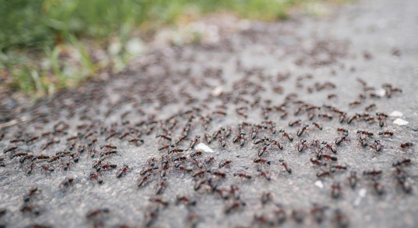Michelin-csillagos botrány: hangyák a desszerten, most börtön vár a tulajdonosra