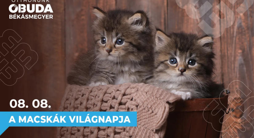 A macskák világnapja – augusztus 8.