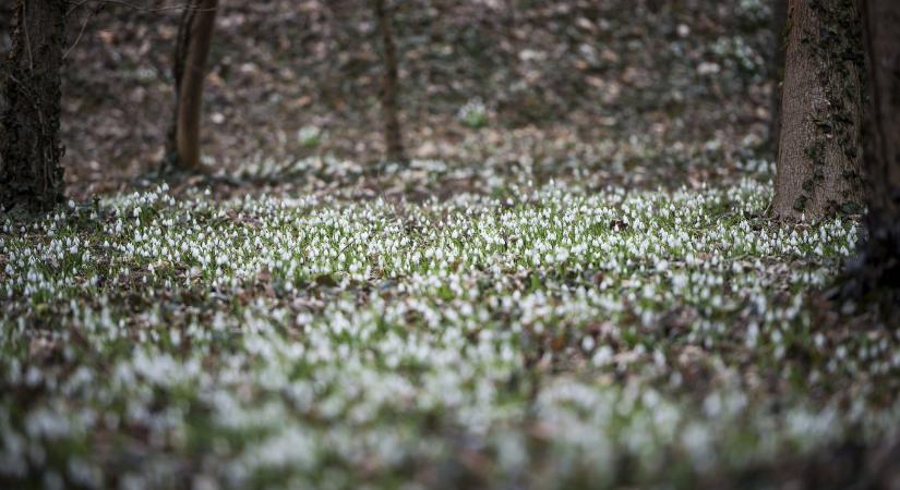 Elkerült Mészárostól, majd ideiglenesen be is zárt az Alcsúti Arborétum
