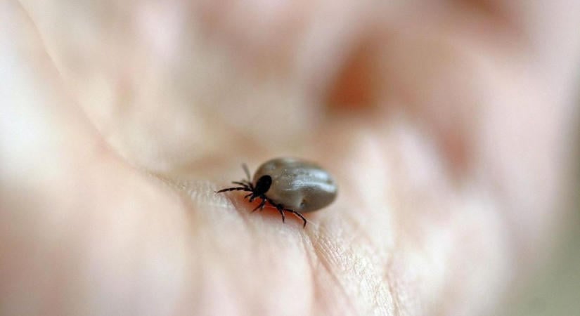 Ne tévesszen meg a hűvös idő: ősszel is támadnak a kullancsok!