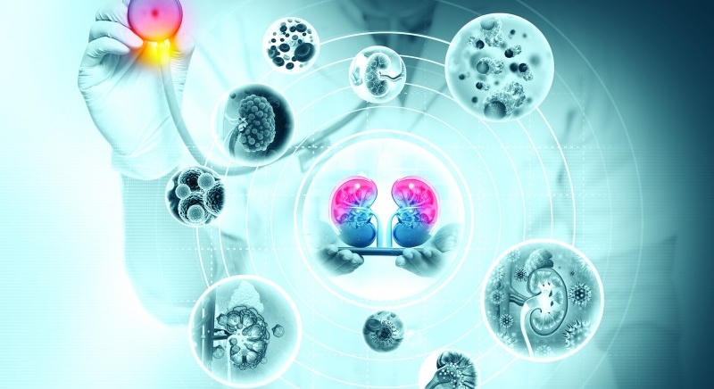 Aluldiagnosztizált népbetegség a 21. században: a vesebetegségek epidemiológiája