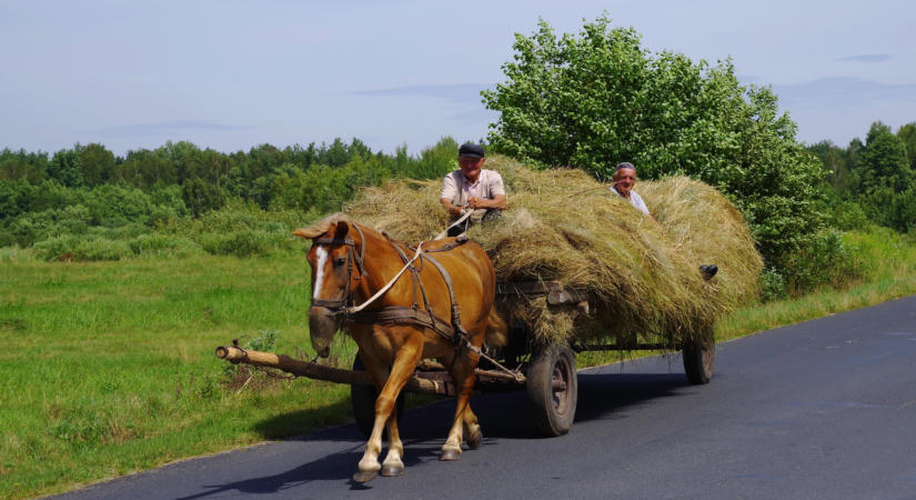Tájékoztatást tett közzé a NAK a munkalovak állatjólétéről
