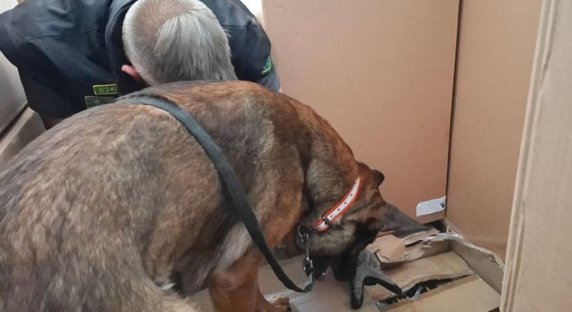Hiába rejtette a bútorok közé, Toto egy szempillantás alatt lebuktatta a csempészt az M1-esen