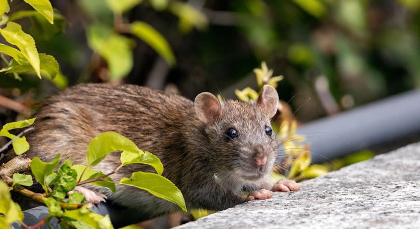 Patkányinvázió jöhet az aszály után, ezek a jelek árulkodnak