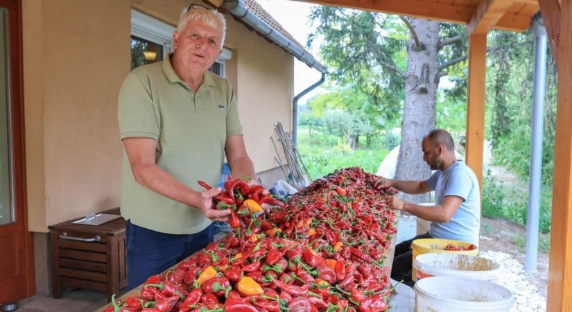 Fűszerpaprika: szebb lehet az őrlemény, de kevesebb teremhet idén – mibe kerül majd az ételízesítő?
