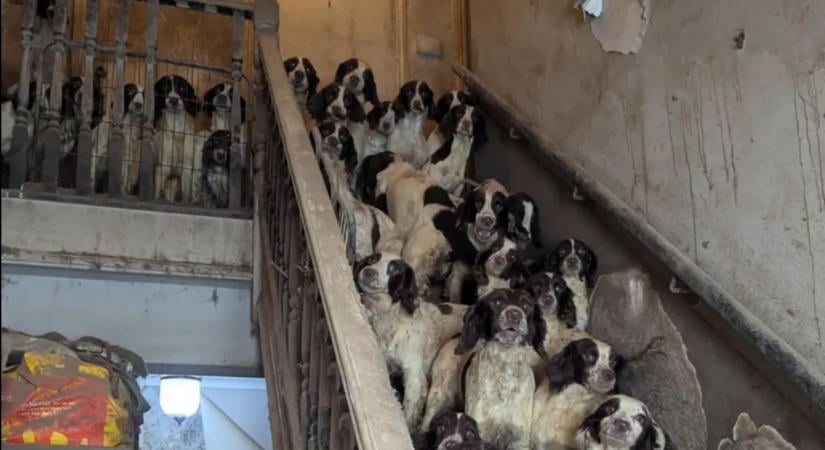 84 kutyát és két macskát tartottak egy házban, a falakat is ürülék borította