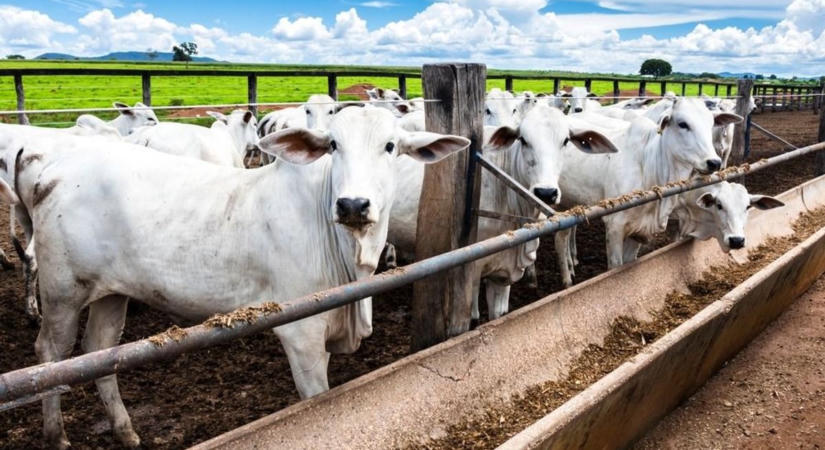 Mercosur: elhasalt Brazília az antibiotikum kérdésén, egyelőre úgy tűnik, nem érkezik onnan export szarvasmarha – az EU végre a sarkára állt