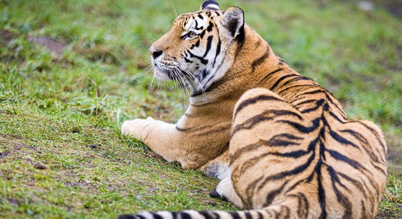 Korábban skizofréniával diagnosztizálták a tigris ketrecébe beugró férfit