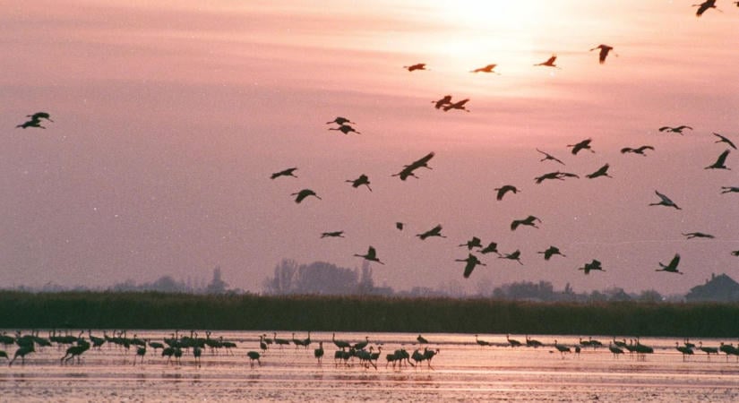 50 ezren telepedtek le a Tisza-tónál, százezrek követik őket hamarosan