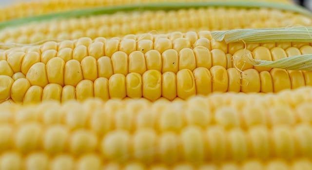 16 százalékkal emelkedett a hazai takarmánykukorica termelői ára egy év alatt