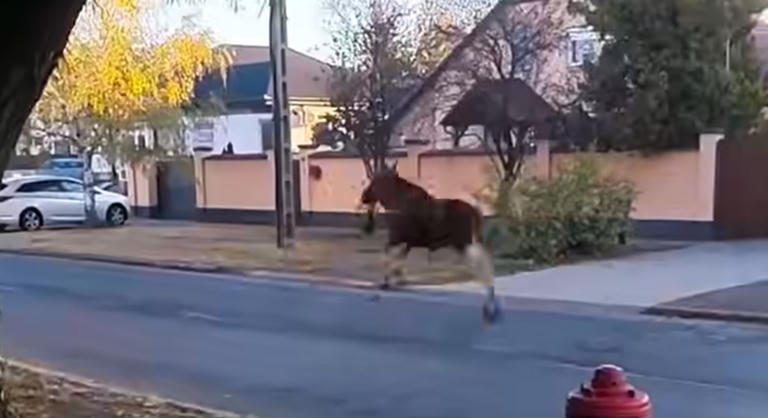 Jávorszarvas bukkant fel Debrecen utcáin, videóra vették az elkóborolt állatot