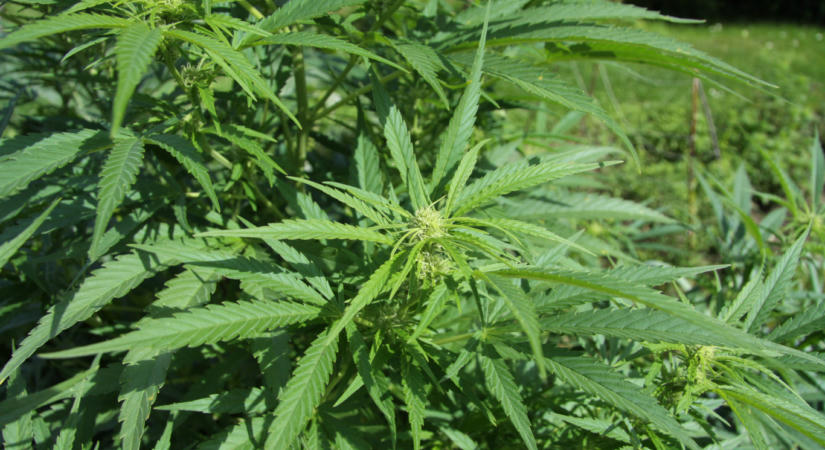 A kannabisz fő pszichoaktív összetevője csökkentheti a PTSD-ben szenvedők rémálmait