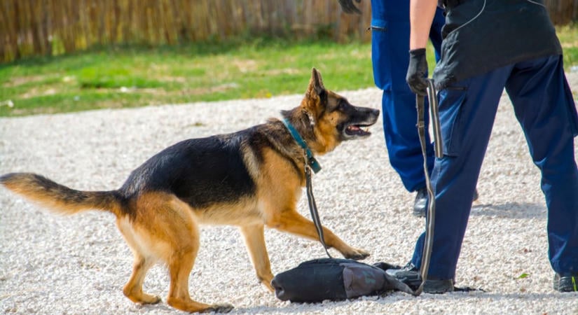Rendőrök kutattak egy halasi házban, több száz gramm kábítószert találtak  fotók