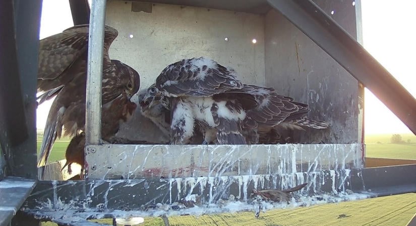 Menekítették őket, mégis a ragadozók étlapján kötöttek ki – érdekes videót közölt az BNPI