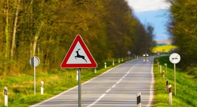Forgalmi akadály a 8-as főúton: Elgázoltak egy vadat Kislődnél