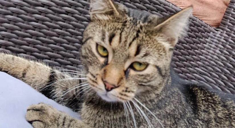 Gyurcsány Ferenc macskával pózol annak örömére, hogy elkészült harmadik regényével