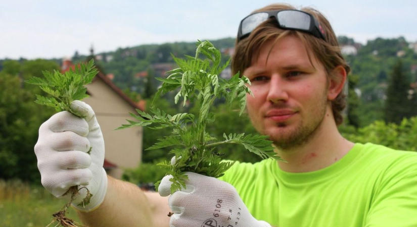 Kemény napok várnak az érzékenyekre – durván emelkedett a városban a parlagfű koncentrációja