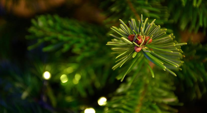 Végleg lezárult a december 24-ét övező vita, biztosan szabad lesz már idén is