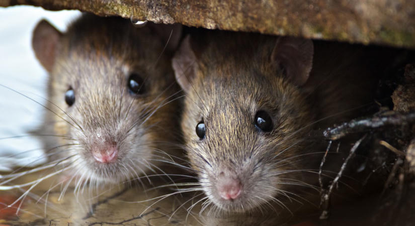 Öntse ezt egy régi zokniba, és tegye oda, ahol egerek vagy patkányok vannak – A rágcsálók gyorsan elhagyják az otthonát