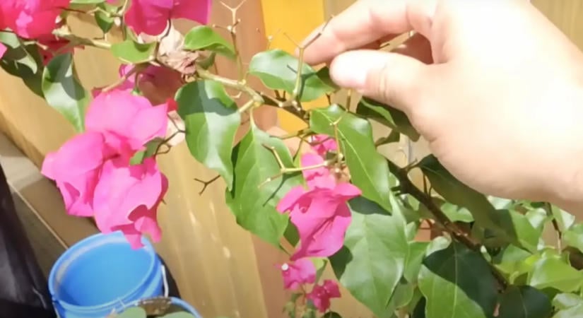 Így teleltesd a murvafürtöt, most kell cselekedni és jövőre virágözönnel hálálja meg
