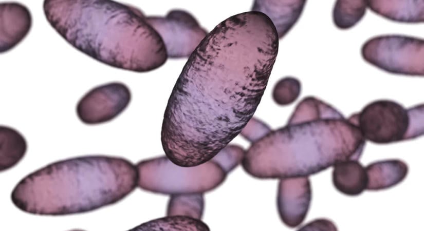 Milyen tünetekkel jár a pestis?