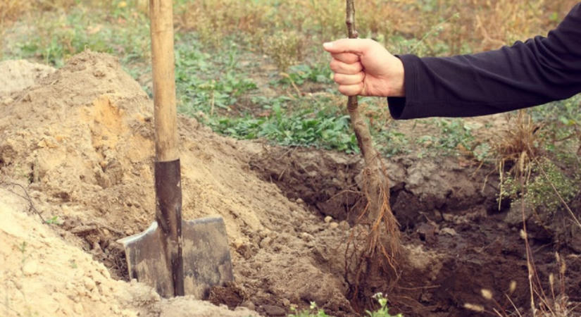 Országos fásítási program indul