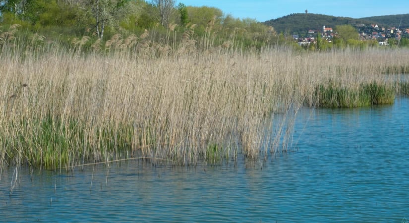 A Balaton legnagyobb ellensége nem az alacsony vízszint, hanem ami a tó partján történik