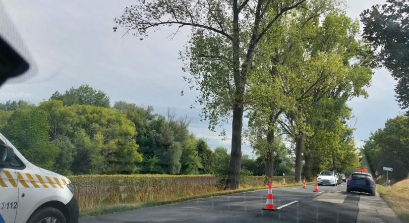Vadat gázolt egy autó a 82-es főúton, Ravazd és Bakonypéterd között - fotók