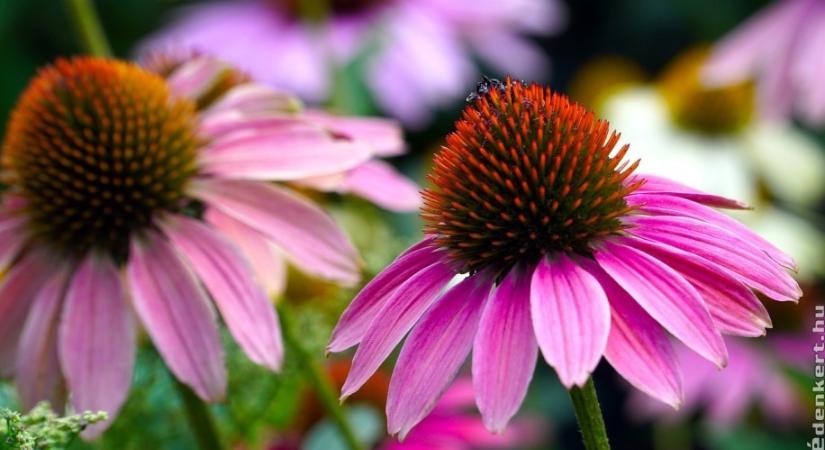 Bíbor kasvirág (Echinacea) ültetése, gondozása: ezeket jó tudni