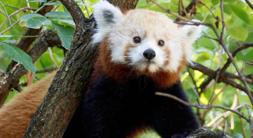 Ritka betegség miatt pusztult el Dayah, a budapesti állatkert vörös pandája