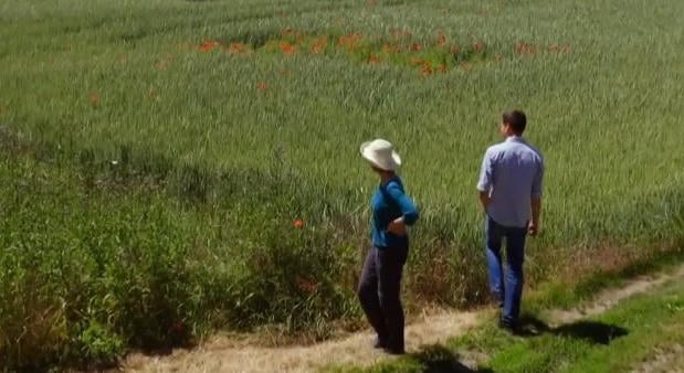 Vittek egy kis csavart a búzatáblákba, alaposan megnőtt a profitjuk