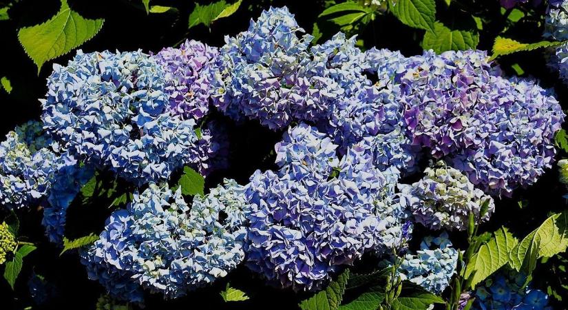 Hortenzia blue(s): meddig maradnak velünk a kék virágcsodák?