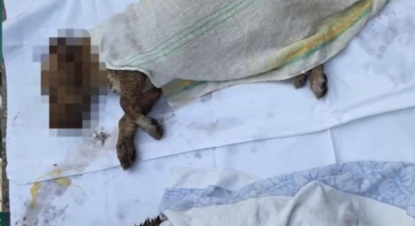 Jegyvásárlás helyett bőröndbe zártak két kiskutyát, elpusztultak