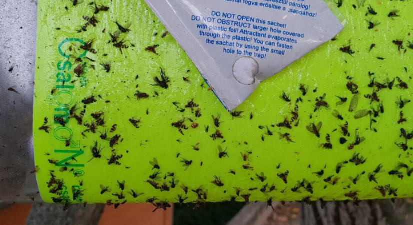 Figyelem! Rajzik a nyugati dióburok-fúrólégy: most dől el, lesz-e dió a karácsonyi bejglibe