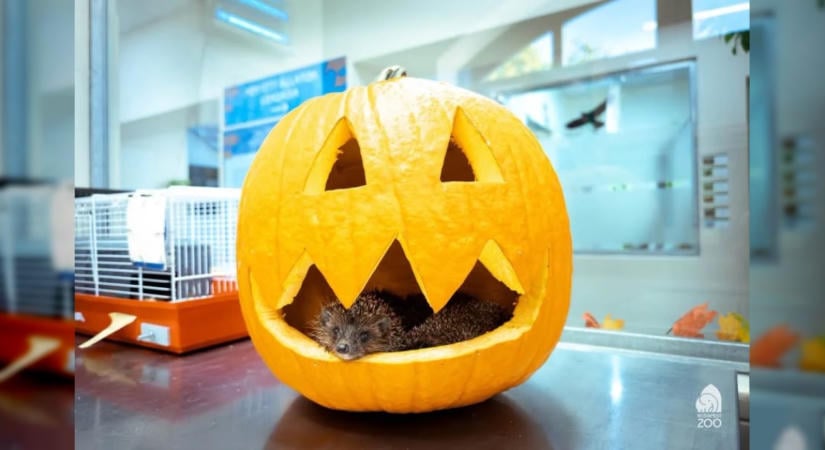 Halloweenre készülnek a sünök a Vadállatmentő Központban