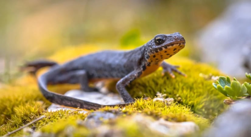 Több mint hetven százalékkal csökkent a vadon élő állatok száma 52 év alatt a WWF jelentése szerint