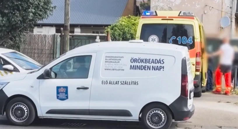 Kutyatámadás Csepelen: saját gazdájára rontott rá az állat, harapta és tépte a nő kezét