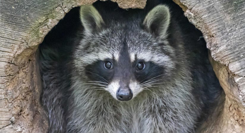 Veszélyes, mindenevő emlős szaporodik a magyar erdőkben, nálunk nem őshonos