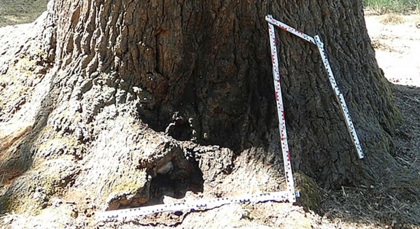 Felakart gyújtani egy matuzsálem korú tölgyfát egy ámokfutó Nagykőrösön