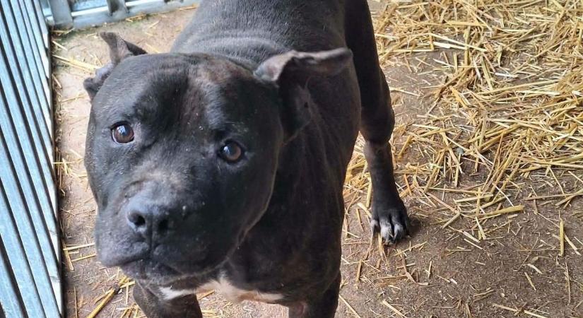 11 év rácsok mögött: Argos, a törökszentmiklósi menhely öregfiúja végre esélyt kaphat a boldogságra