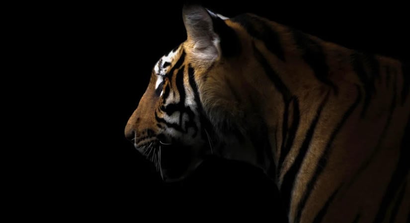 Tigris ölt meg egy férfit egy állatkertben