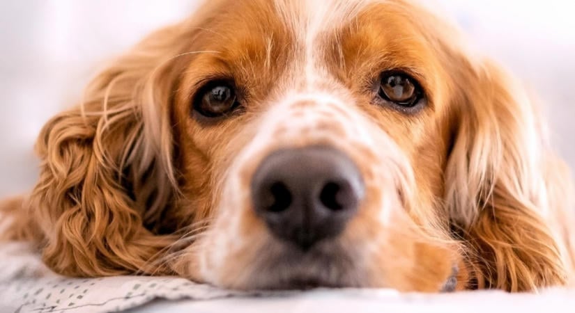 5 jel, hogy a kutyád szorong, amikor egyedül van – akkor is, ha nem ugat