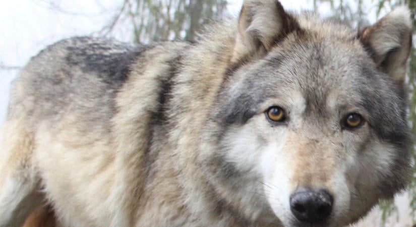 Milyen állat támadott a Bükkben juhokra? – Megszólalt a Bükki Nemzeti Park az ügyben
